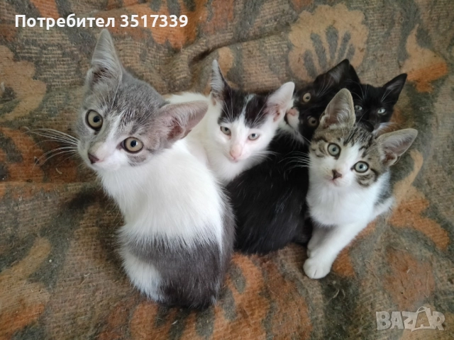 Подарявам коте, снимка 2 - Други - 52048338