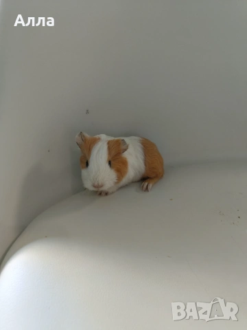 Морски свинчета , снимка 3 - Морски свинчета - 53507720
