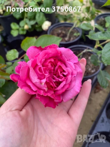 🌹РОЗА🌹 YVES PIAGET®; Gpt Keitsupiatsu 🌹, снимка 5 - Градински цветя и растения - 51135710