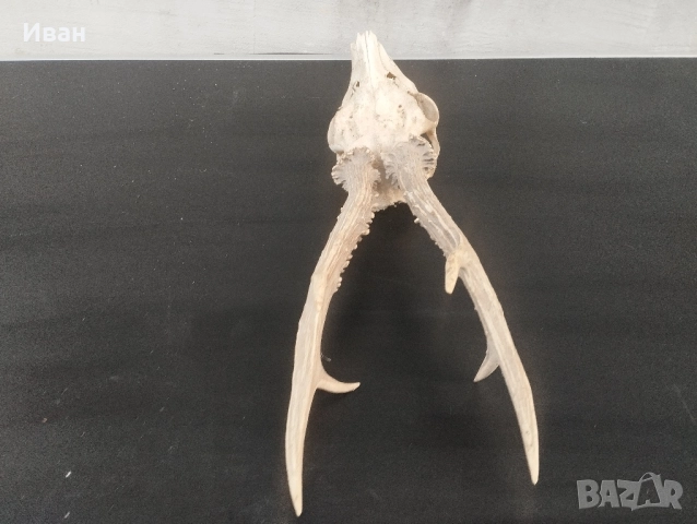 трофей от сръндак , снимка 4 - Антикварни и старинни предмети - 52557618