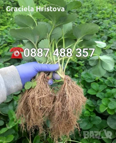 Продавам качествен разсад ягоди , снимка 4 - Сортови семена и луковици - 53517722