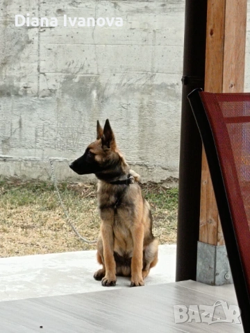 Подарявам Белгийска овчарка на 8 месеца , снимка 3 - Белгийска овчарка - 53276385