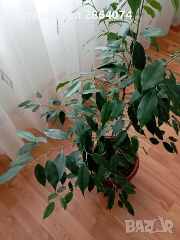 Бенджамин , снимка 13 - Стайни растения - 40442336