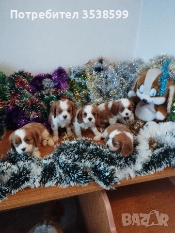 Кавалер Кинг Чарлз Шпаньол , снимка 2 - Кавалер кинг чарлз шпаньол - 52669127