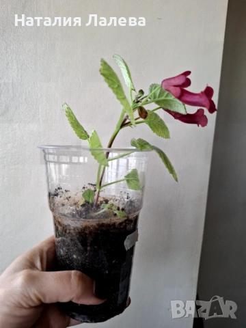 Синингия, sinningia Gabriel's horn, снимка 3 - Стайни растения - 53409677