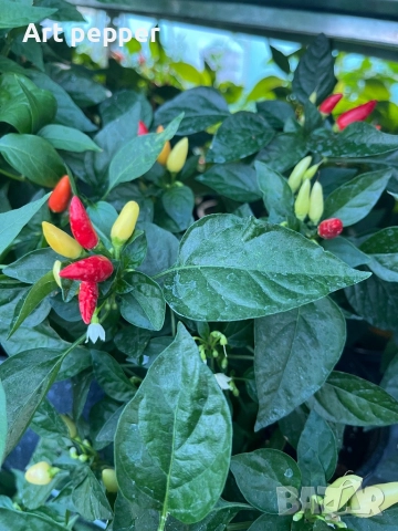 Екзотични люти чушки в саксия, снимка 13 - Градински цветя и растения - 51202444