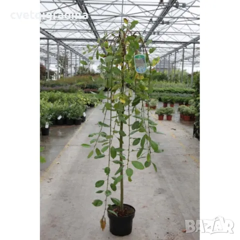 Salix caprea 'Kilmarnock' Плачеща върба