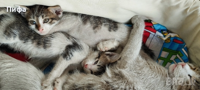 Подарявам малки котенца , снимка 5 - Британска късокосместа - 51554938