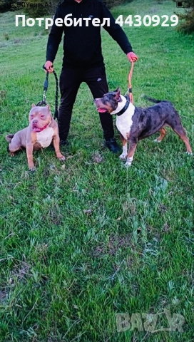 Американско були XL, снимка 8 - Други - 52951113