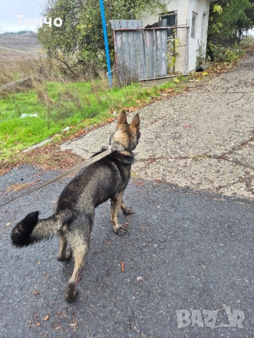 Немска овчарка Сивак за разплод, снимка 4 - Немска овчарка - 52314697