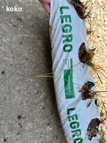 Чували за отглеждане на растения, снимка 4 - Оранжерии - 51148506