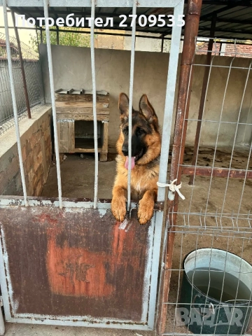 Немска овчарка, снимка 2 - Немска овчарка - 52684808