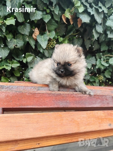 померанче, снимка 1