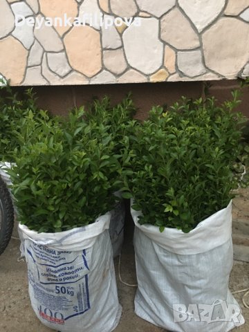 Зелен лигуструм  разклонен ,подрязван перфектен на гол корен- 070 см, снимка 6 - Градински цветя и растения - 18136492