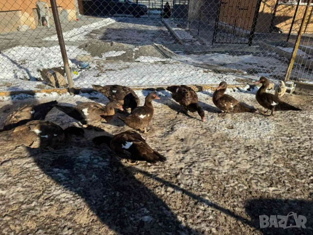 Продавам  домашни патици, снимка 2 - Патици и гъски - 52889476