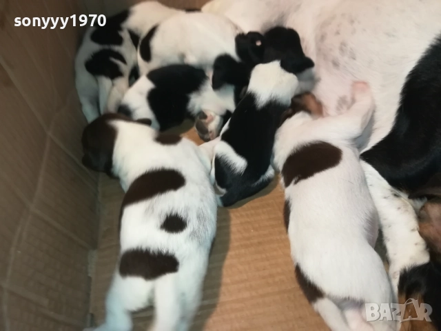 ДЖАК-СЛАДКИ БЕБЕТА 2508250707, снимка 17 - Джак ръсел териер - 51479040