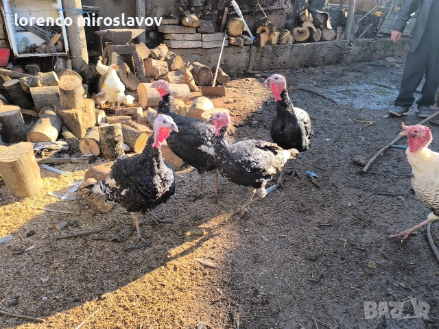 Продавам Пуийки, снимка 3 - Кокошки и пуйки - 52790020