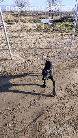 Продавам мъжко кученце на 6 месеца