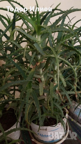 Живо алое вера за лечебна напитка – големи и малки растения, снимка 4 - Стайни растения - 53244971
