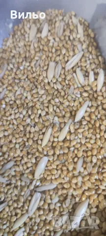 Просо, снимка 1