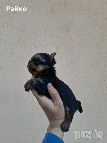 мини йоркширски териер, снимка 3 - Йоркширски териер - 52970336