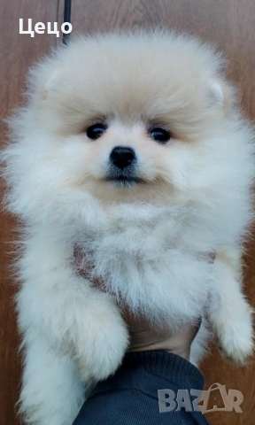 Померан момиче