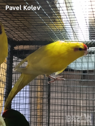 Коледна промоция на папагали , снимка 5 - Папагали - 52658145