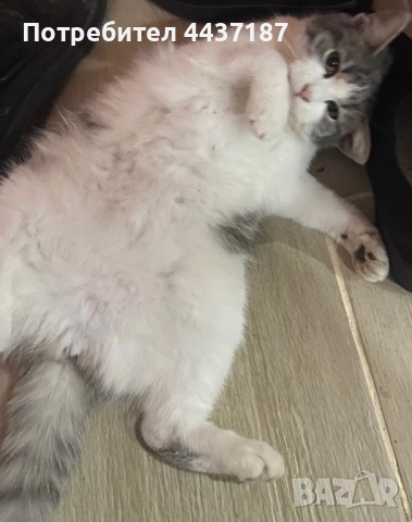 Котета, снимка 2 - Други - 52475454