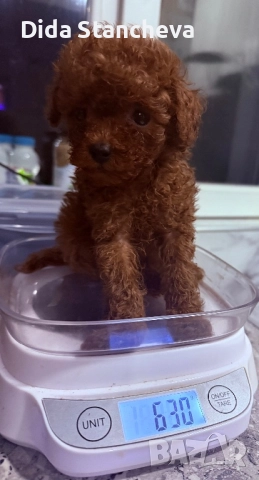 Пудел момченце , снимка 4 - Пудели - 52789505