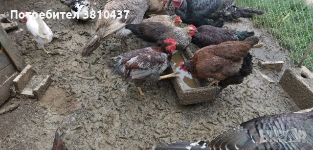 продавам ярки , снимка 4 - други­ - 52453123