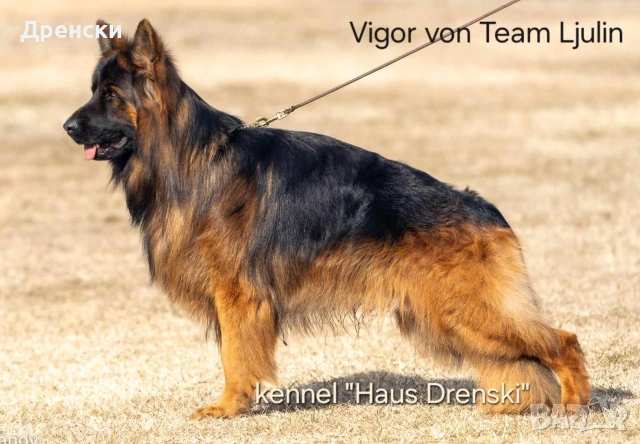 дългокосмести немски овчарки, снимка 10 - Немска овчарка - 53396729