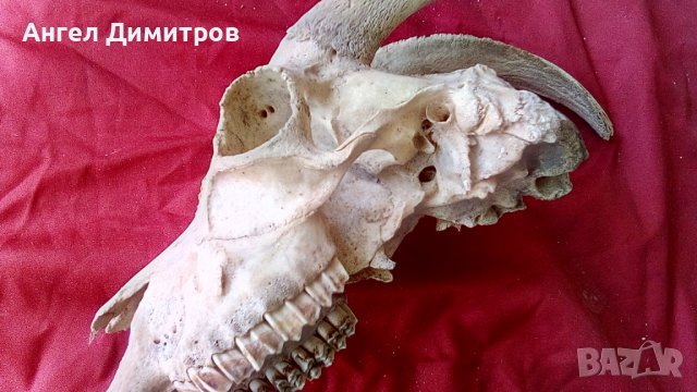 Череп от сръндак , снимка 2 - Антикварни и старинни предмети - 38115260