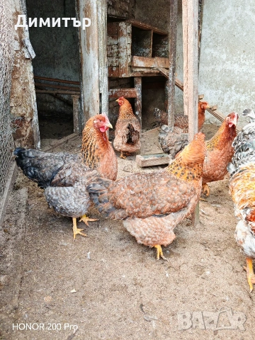 Разплодни яйца от Билефелдер , снимка 8 - Кокошки и пуйки - 48921428