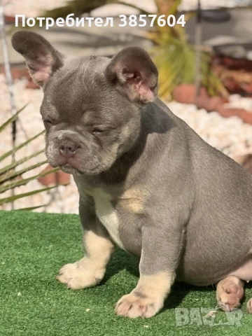 Лилак тан Френски булдог , снимка 1