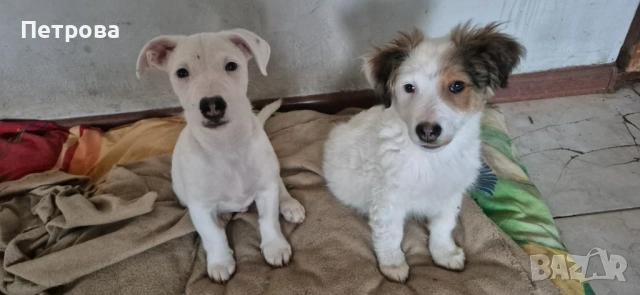 продавам джак ръсел териер, снимка 3 - Джак ръсел териер - 53559295