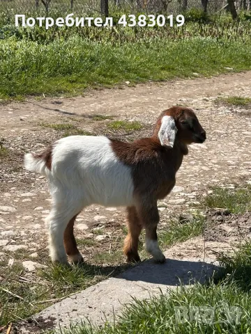 Англонобийско мъжко яре , снимка 1