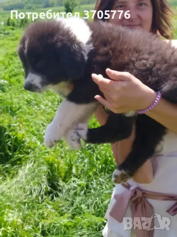 Каракачански кутраци, снимка 3 - Каракачанска овчарка - 49937653