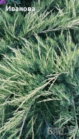 Юниперус медиа Фитцериана Ауреа, снимка 10 - Градински цветя и растения - 33141210