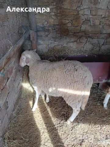Продавам три женски шилета и един овен, снимка 4 - Овце - 53558975