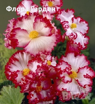 БЕГОНИЯ - Грудки/ ПРЕДВАРИТЕЛНИ ПОРЪЧКИ, снимка 14 - Сортови семена и луковици - 49235759