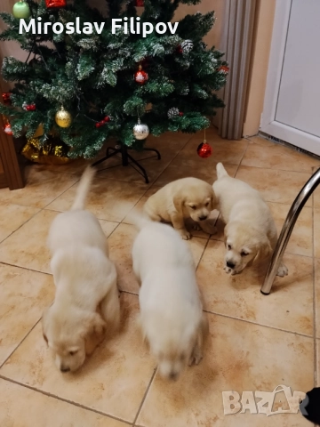 Лабрадор 3-мъжки 2-женски 