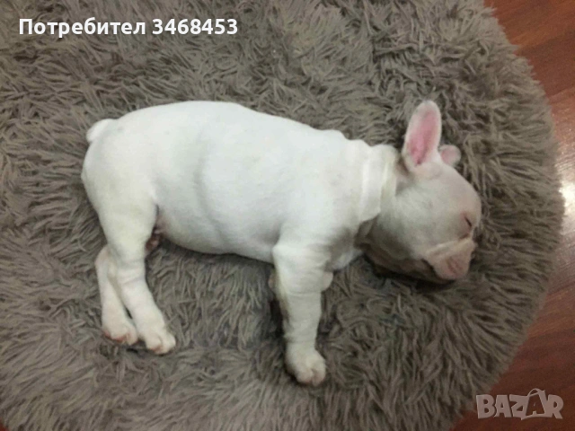 Френски булдог мъжко, снимка 2 - Френски булдог - 53160430