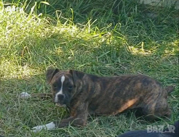 Продавам Боксери , снимка 2 - Боксер - 50898115