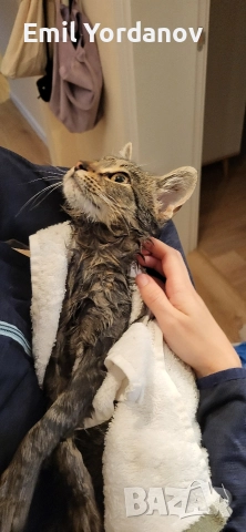 СПЕШНО! Мъжко котенце на около 5 месеца, снимка 3 - Други - 52695271