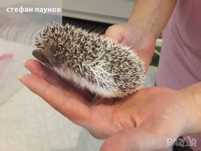 Налични таралежчета 