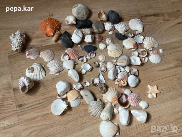 Миди и раковини за декорация