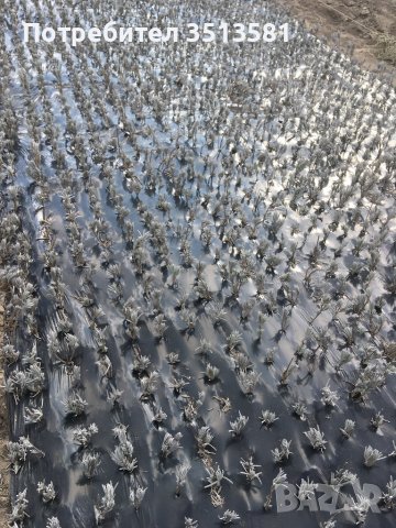 Разсад лавандула, снимка 4 - Разсади - 39900461