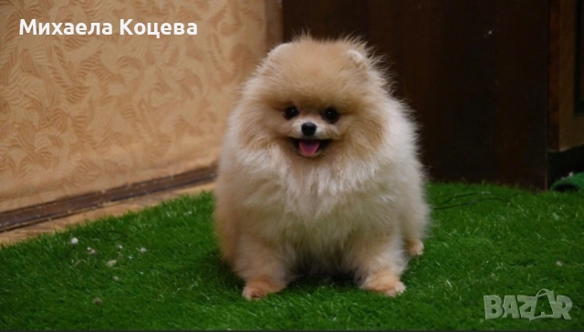 Мини Померани , снимка 10 - Померан - 52447230