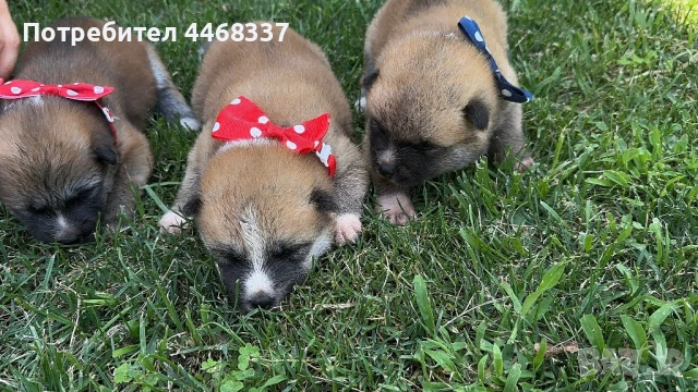 Бебета Акита Ину, снимка 3 - Акита ину - 51249133