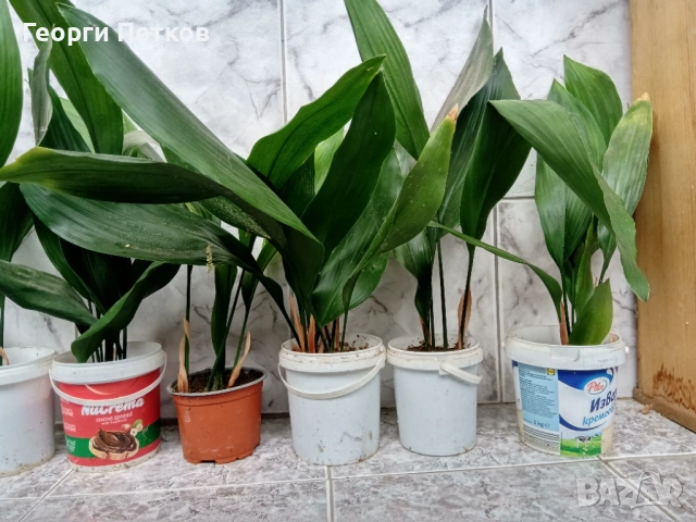 Семейно щастие (Аспидистра) с височина 40-50-60см., снимка 3 - Стайни растения - 51306655